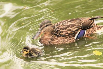 春のような初夏の旭山動物園2023（３）動物園いろいろ＆ととりの村やダチョウやシロフクロウ等～今回もマガモの雛に夢中～北海道産動物舎を見逃す