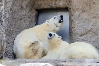 春のような初夏の旭山動物園2023（４）レッサーパンダとホッキョクグマとマヌルネコ１日目：レッサーパンダは2022年生まれの双子含め総勢６頭