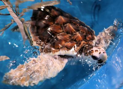 全国旅行支援で奄美の旅・・奄美海洋展示館でウミガメの餌やり体験、大浜海水浴場で泳ぎます。