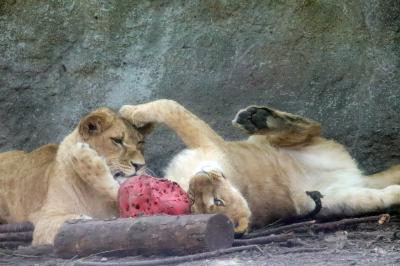 春のような初夏の旭山動物園2023（６）ホッキョクグマ２日目とひぐま舎・もうじゅう館～三つ子の娘ライオンはへそ天わちゃわちゃ遊ぶしパパ大好き