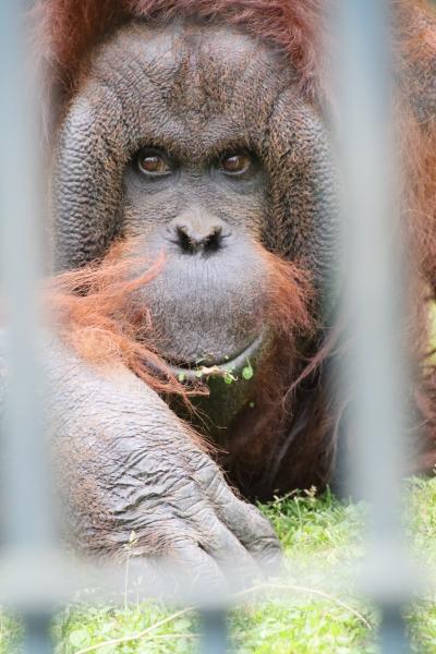 春のような初夏の旭山動物園2023（８）おらんうーたん・ちんぱんじー館＆オオカミ・エゾシカ～初めて訪れたサル舎やくもざるかぴばら館やサル山