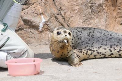 春のような初夏の旭山動物園2023（７）きりん舎・かば館＆ぺんぎん館・あざらし館～同居開始のキリン父子や保護アザラシの赤ちゃんのユキちゃん