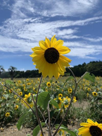 メロン狩り　休暇村伊良湖！