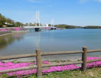 2023年4月　ときわ湖一周ウォーク。「長門国厚狭郡宇部村常盤溜井の図」を片手に。