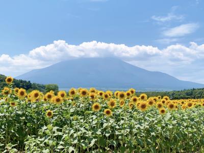 山中湖わんこ旅♪早朝の湖畔散歩と猛暑のお花畑