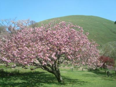4月下旬にさくらの里へ。八重桜が何種類か咲いていました。