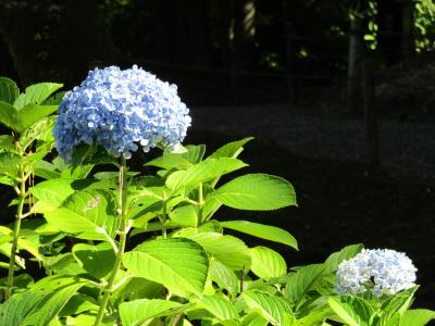 季節外れの紫陽花（三渓園）