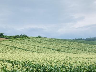 富良野日記2023　8月　　美瑛で四度目の正直 藍染体験とSSAWのランチ