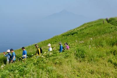 往復ＦＤＡチャーター便利用！　花の最盛期、７月に巡る利尻島・礼文島 ３日間（その３）