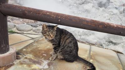 2023GW 公共交通機関で九州の旅(1)猫さまスポット雲仙