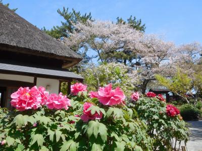 ２０２３年４月　山口県　ときわ公園で牡丹や藤を見て歩きました。