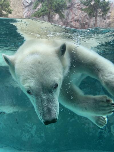 動物づくしの１日～ファームズ千代田で乳搾り体験・旭川ラーメン・旭山動物園・花七曜～　夏の北海道旅行②美瑛・旭川編