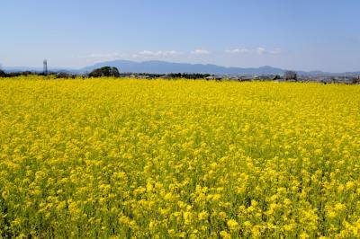 天理市で、菜の花畑を楽しみ、なら歴史芸術文化村にも立ち寄る