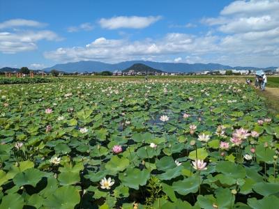 夏はハナハス  ～1300年前の宮殿跡に咲き誇る季節の花々～