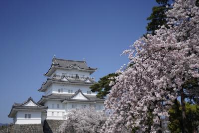 今年のお花見は小田原城で決まり！