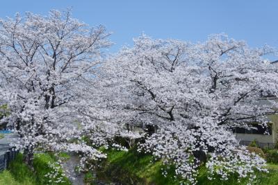 我が町・京田辺市のサクラ、菜の花を巡る