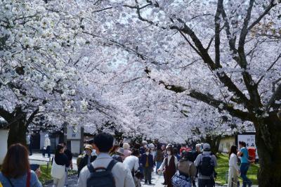 醍醐寺で花見を楽しむ