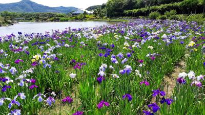 愛媛　ドライブ一人旅