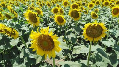 2023年8月猛暑にも負けずに太陽に向かって咲くひまわりを見てると元気になりますね！栃木県野木町～