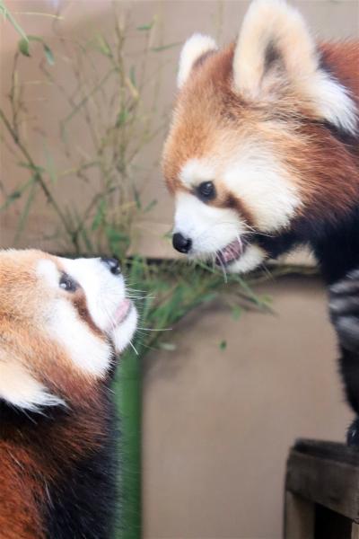 横浜に動物園遠征２泊２日２園2023夏ぎり猛暑前（２）シーパラダイス（前）レッサーパンダ編：美しく成長した双子と可愛い両親と驚嘆トレーニング