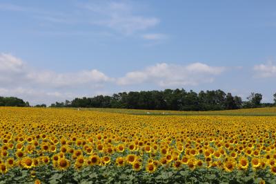 ヒマワリの里　東京ドーム5個分に200万本の花　北竜町