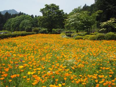鹿沼市の花農場あわのでランチ、栃木市のとちぎ花センターで少し花を見てきました