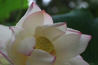 雨の鶴舞公園の花♪＆雨後の西山公園の花♪　水滴をまとった花が美しい♪