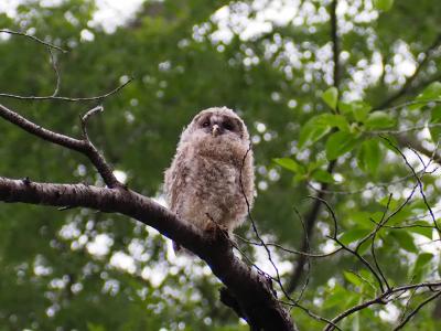 野木神社のふくろうのヒナ、それと渡良瀬遊水地のコウノトリ、ついでに雀神社の猫ちゃんに会ってきました