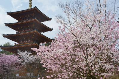 成相寺のサクラ