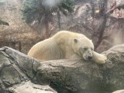 北海道家族旅行1～2日目（福岡～北竜ひまわりの里・旭川・旭山動物園）