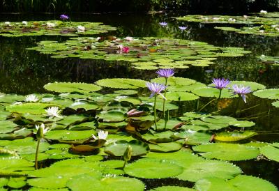 DMVとモネの庭と