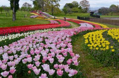 馬見丘陵公園のチューリップ