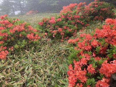 小雨の信州　レンゲツツジ、湿原とらいてうの家