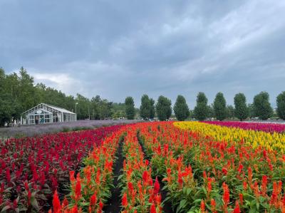 北海道家族旅行2日目・富良野セブンスターの木～青い池～ファーム富田