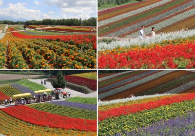 丘の花畑は虹色のカーペット　四季彩の丘　美瑛町