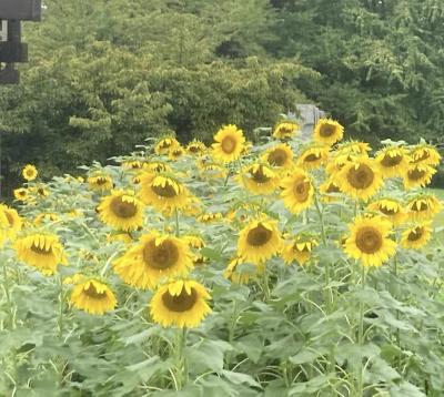 昭和記念公園のひまわり