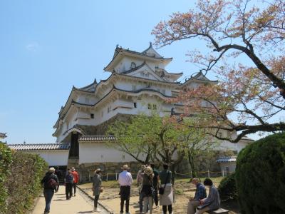 春の姫路城を観る