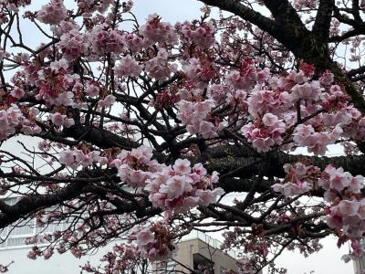 2023如月：熱海で温泉と梅・桜で温まろう