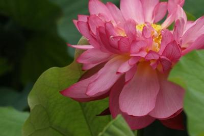 水生植物公園みずの森