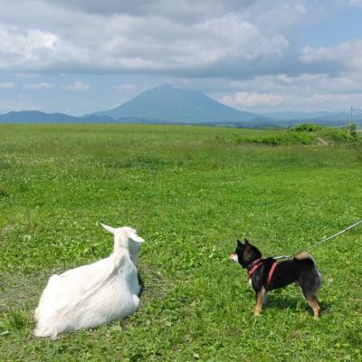 犬連れで北海道へ（４）洞爺湖からニセコ経由で泊（とまり）へ