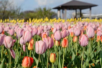 新潟県&福島県の「さくら名所100選の地」を訪ねる(その4)