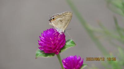 ビバホーム横の通りの花壇とガーデンセンターで見られた蝶