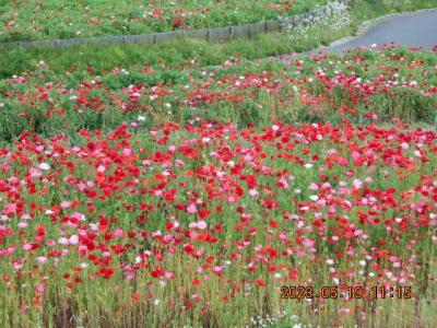 咲き誇るバラとポピー、海に屹立する鳥居ー「国営ひたち海浜公園」と「大洗磯前(いそざき)神社」