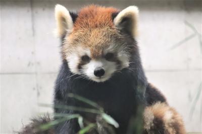 完全復活ナイトズー初日の埼玉こども動物自然公園（後編）北園の乳牛から再びコアラ舎と日没のキリンや残業レッサーパンダのハナビちゃん～夜の動物園