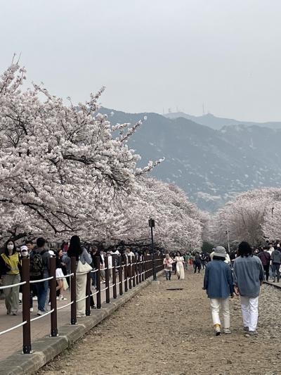 韓国桜旅情　1