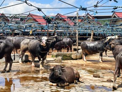 インドネシアの秘境タナトラジャへの旅【5】死者との遭遇！タナトラジャ後編