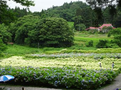 濃い緑の岩手４日間(2)麗しい平泉