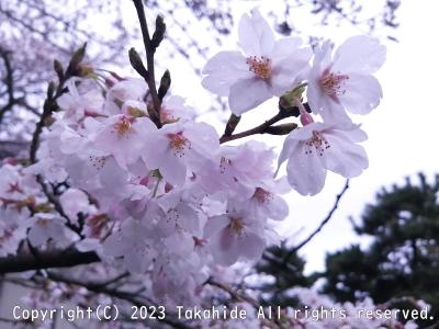 西国三十三所徒歩巡礼(近江今津駅→[第30番]宝厳寺→彦根)