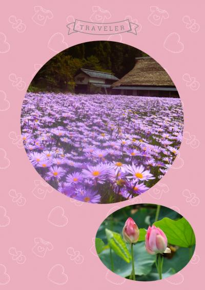 まるで紫のじゅうたん！京都の山里・久多に美しく咲く北山友禅菊 ♪、滋賀県姉川のサギの群れ＆西池のハス♪