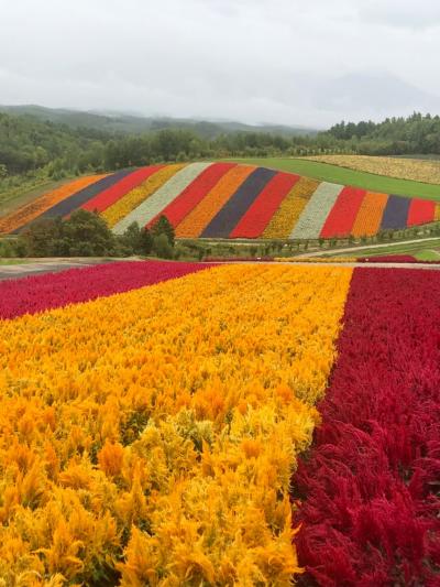 初秋　美瑛から北海道神宮へ2021③